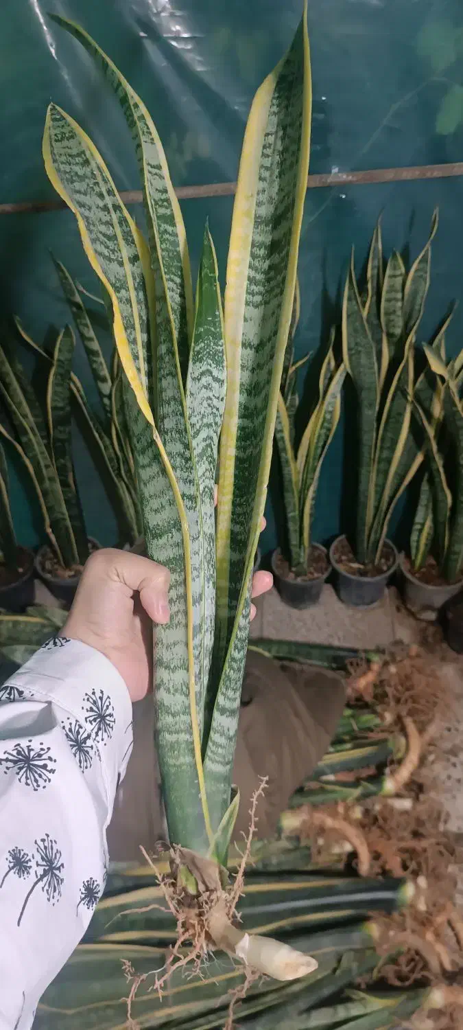 حراجی سانسوریا|گل و گیاه طبیعی|شیروان (خراسان), |دیوار