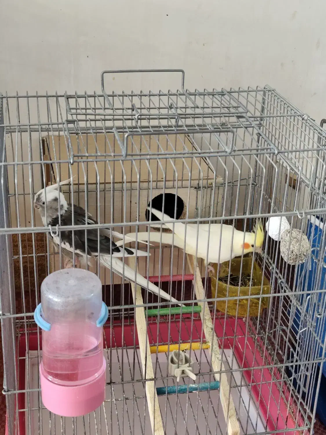 پرنده مولد|پرنده|خمینی‌شهر, |دیوار