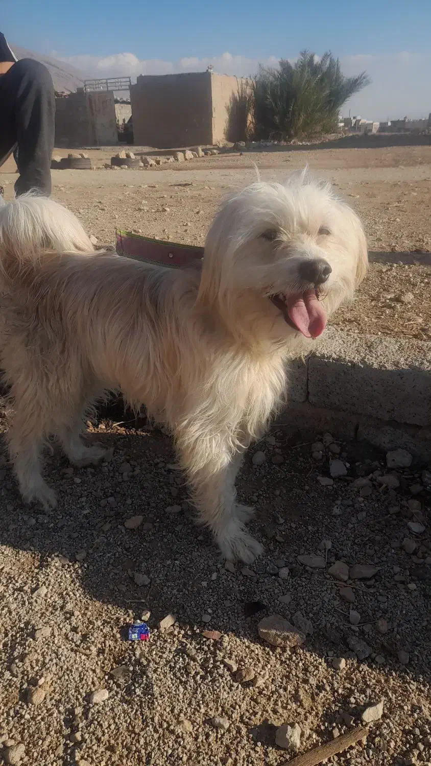 فروشی|سگ|فیروزآباد (فارس), |دیوار