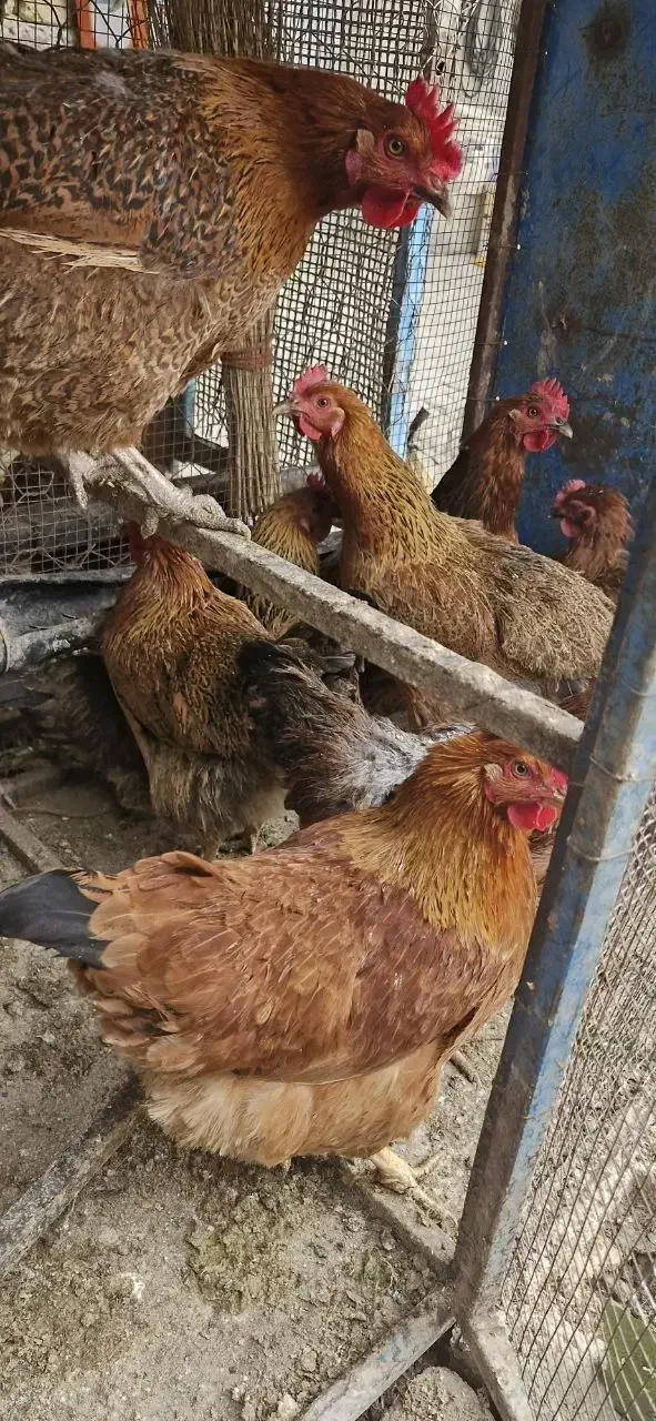 مرغ جوان تخم گذار|حیوانات مزرعه|کنگاور, |دیوار