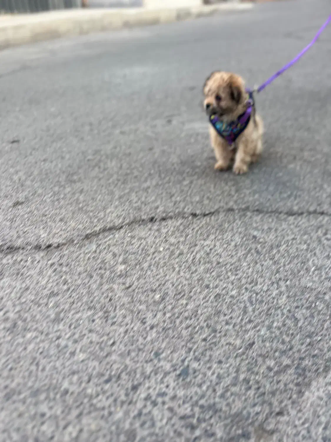 سگ پامرین پتروشین|سگ|اشتهارد, |دیوار