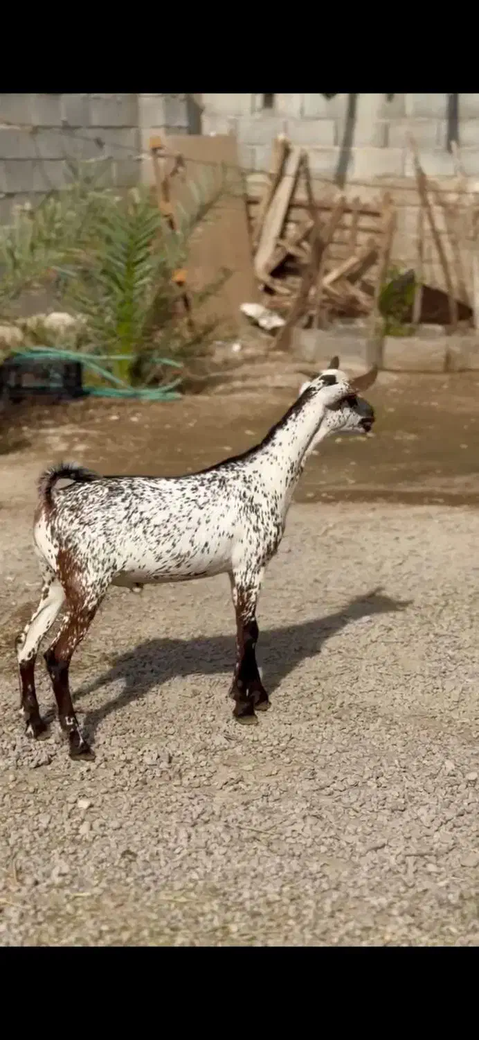 صلال خال خالی|حیوانات مزرعه|سمیرم, |دیوار