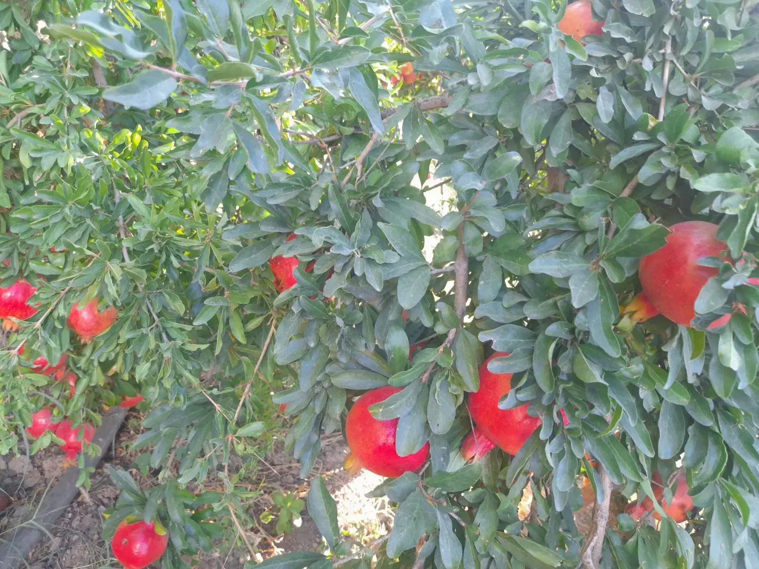 انار میخوش کوهمره|خوردنی و آشامیدنی|شیراز, شهرک مخابرات|دیوار