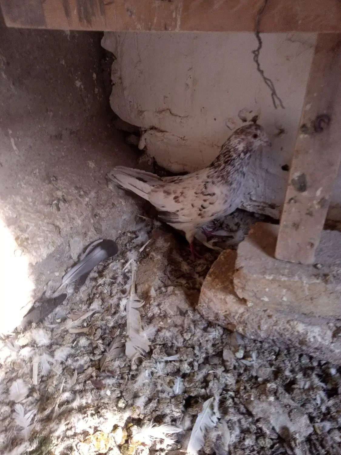 فروشی یه جایی|پرنده|بومهن, |دیوار