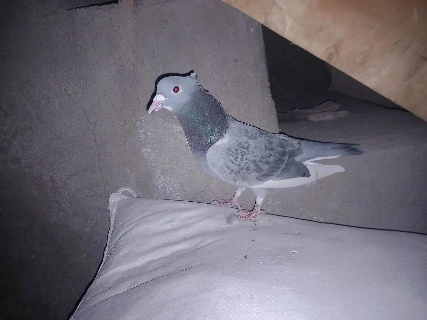 بدرنگ پلنگ گوک|پرنده|بم, |دیوار