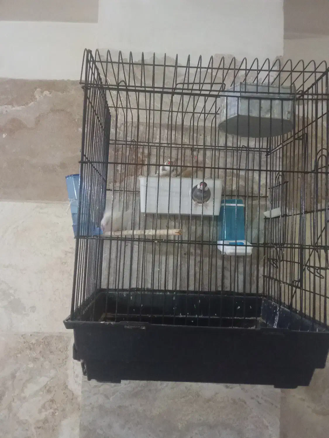 فنج نرگسی|پرنده|ری, شهرک نظامی|دیوار