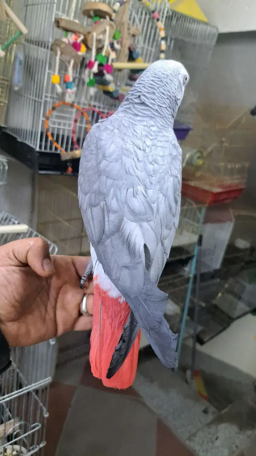 طوطی سانان|پرنده|بوکان, |دیوار