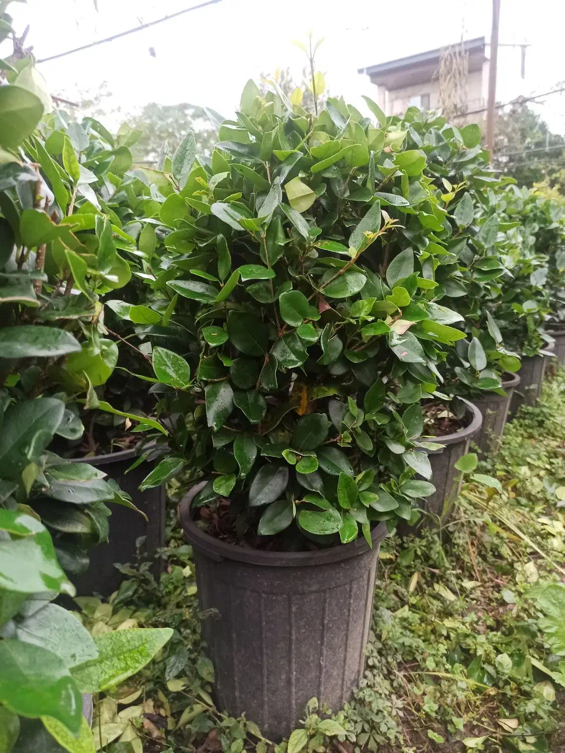 یاس هلندی گلدان12و3نیم پر|گل و گیاه طبیعی|چابکسر, |دیوار