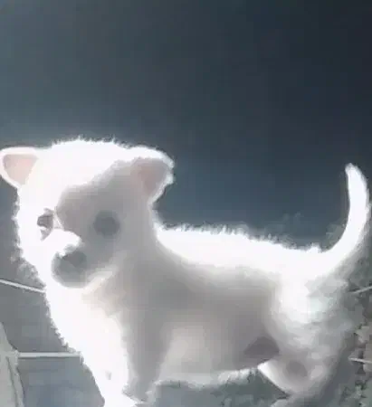 واگذاری سگ|سگ|رفسنجان, |دیوار