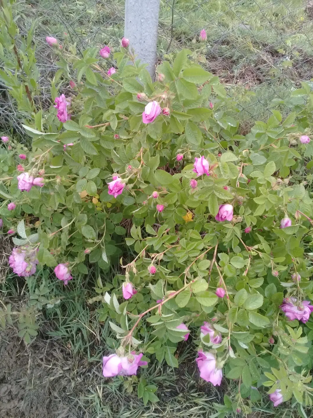 گل محمدی|گل و گیاه طبیعی|میانه, |دیوار