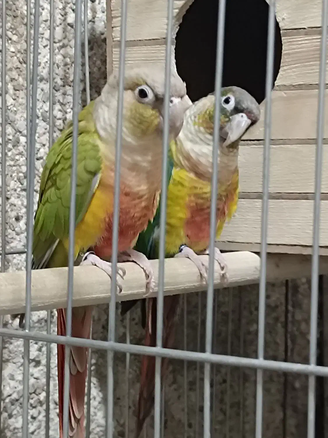 گرینچیک مولد|پرنده|قم, تولید دارو و یخچال|دیوار