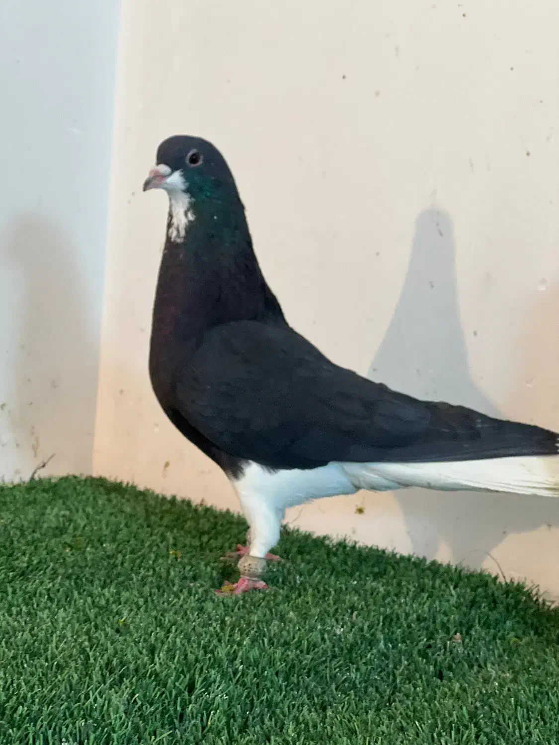 کفتر هوای|پرنده|مرودشت, ژیان|دیوار