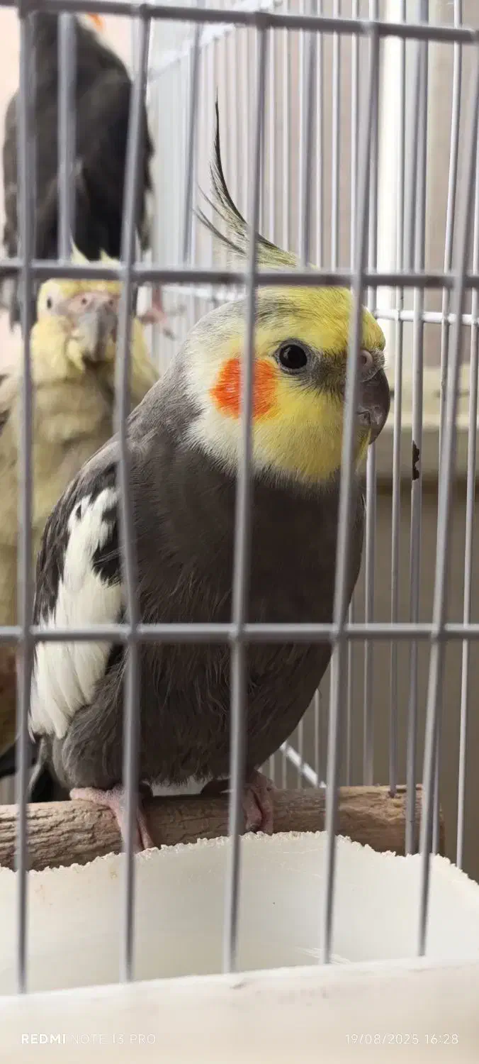 یک عدد عروس هلندی نر|پرنده|فردیس, سرحدی|دیوار