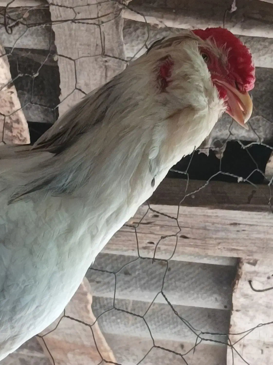 تخم مرغ نطفه دار گلین|حیوانات مزرعه|رامیان, |دیوار