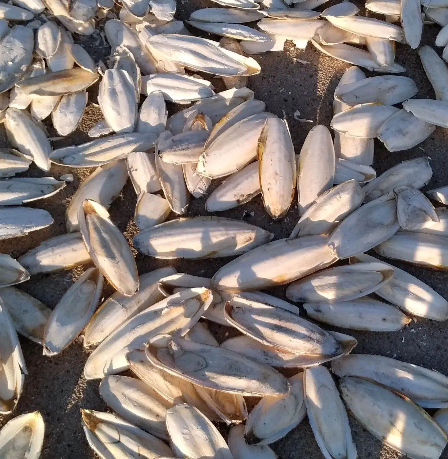 کف دریا سالم خشک دورشت|ماهی|بندر کنگان, |دیوار