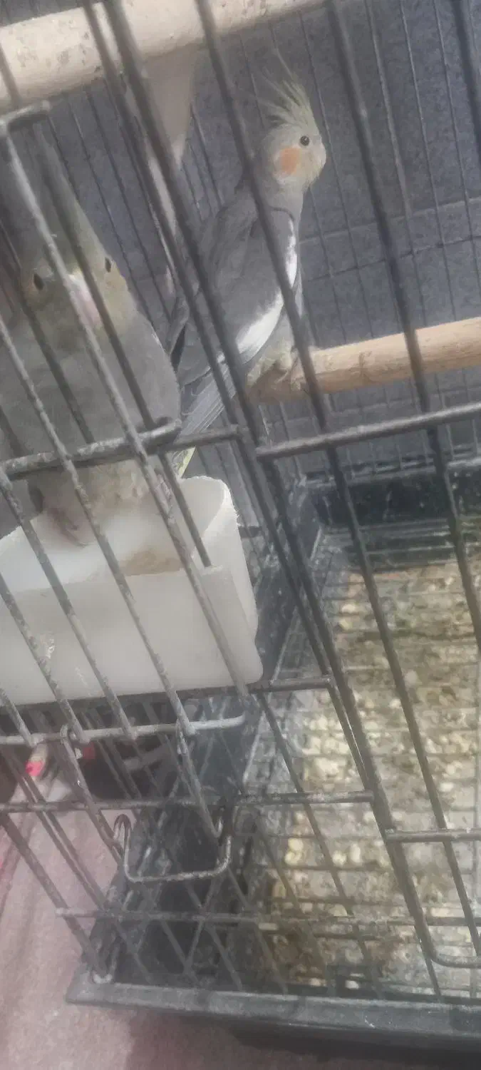 عروس هلندی|پرنده|پاکدشت, حصار امیر|دیوار