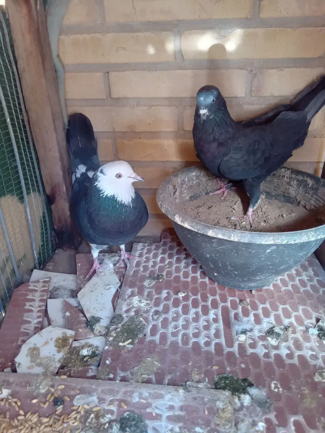 کفتر پرشی درجه یک|پرنده|یزد, |دیوار