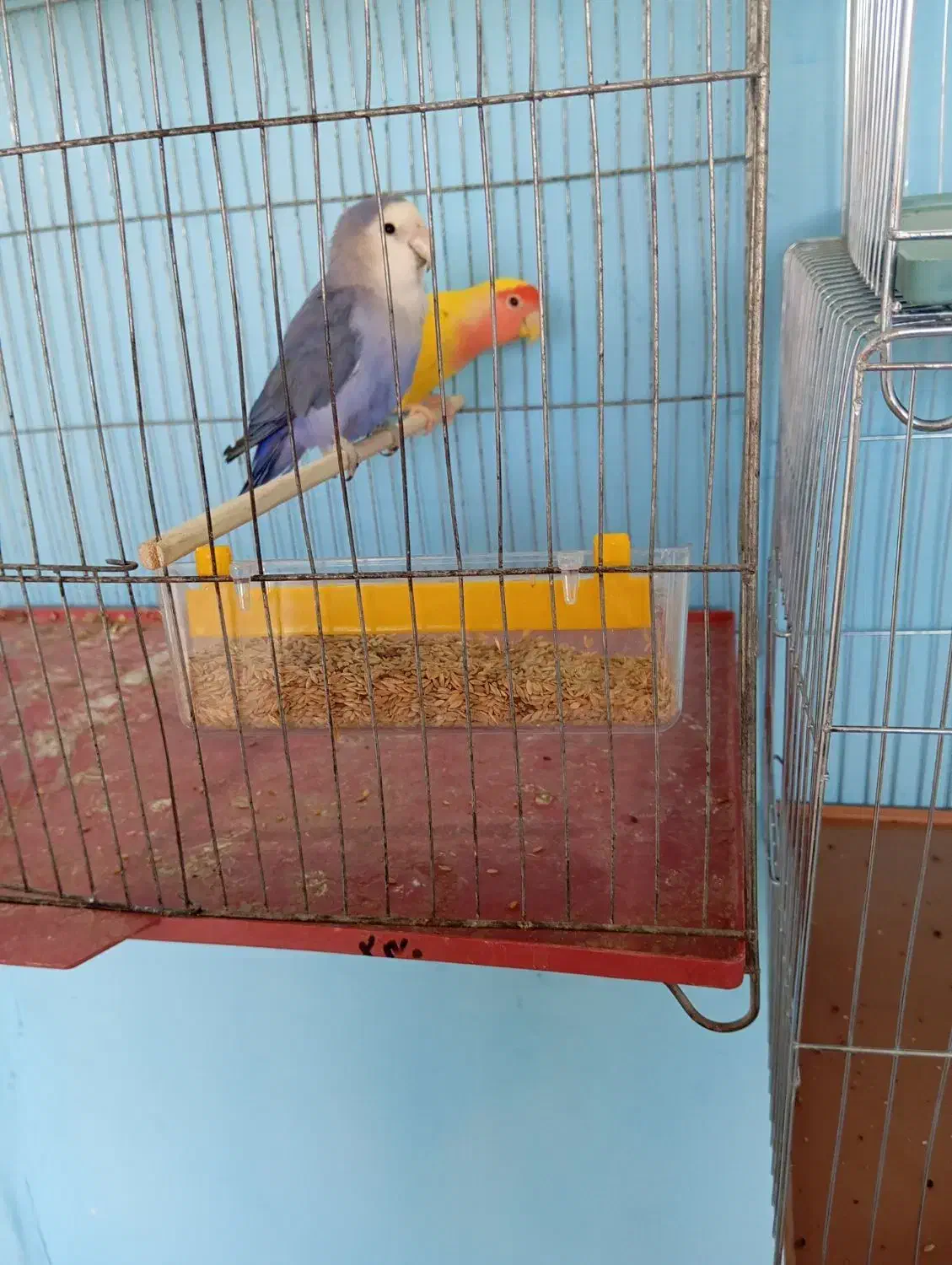 طوطی برزیلی|پرنده|ماهان, |دیوار