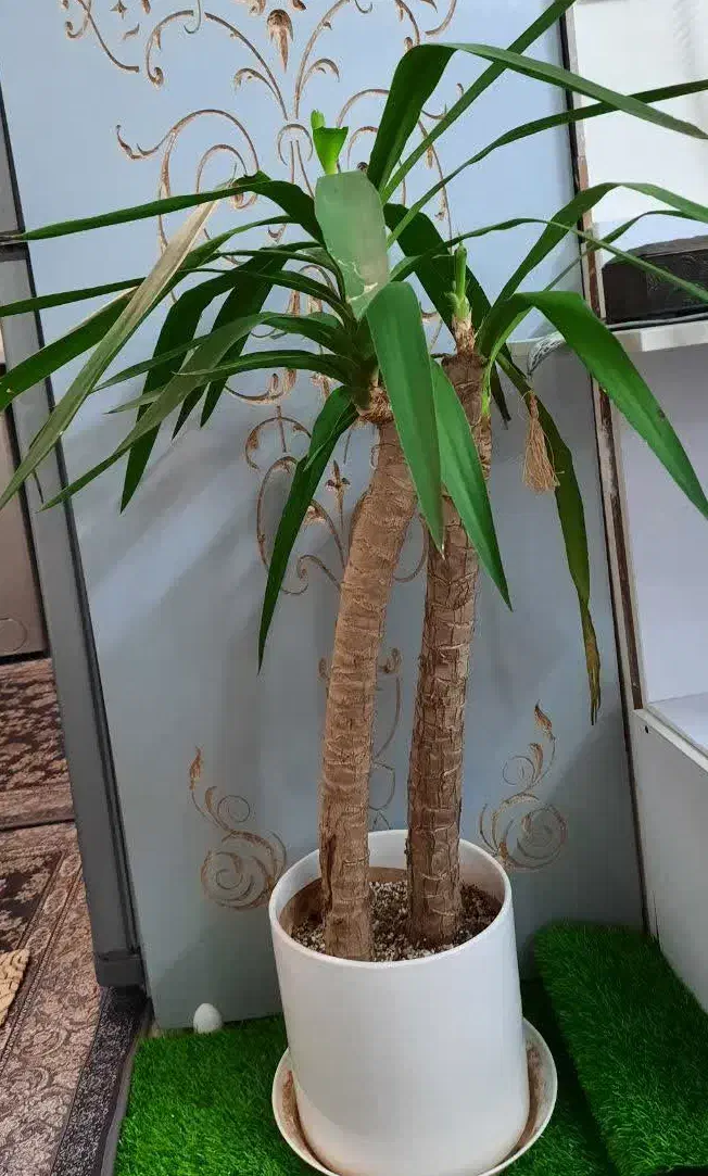 گل یوکا بزرگ|گل و گیاه طبیعی|مشهد, سمزقند|دیوار