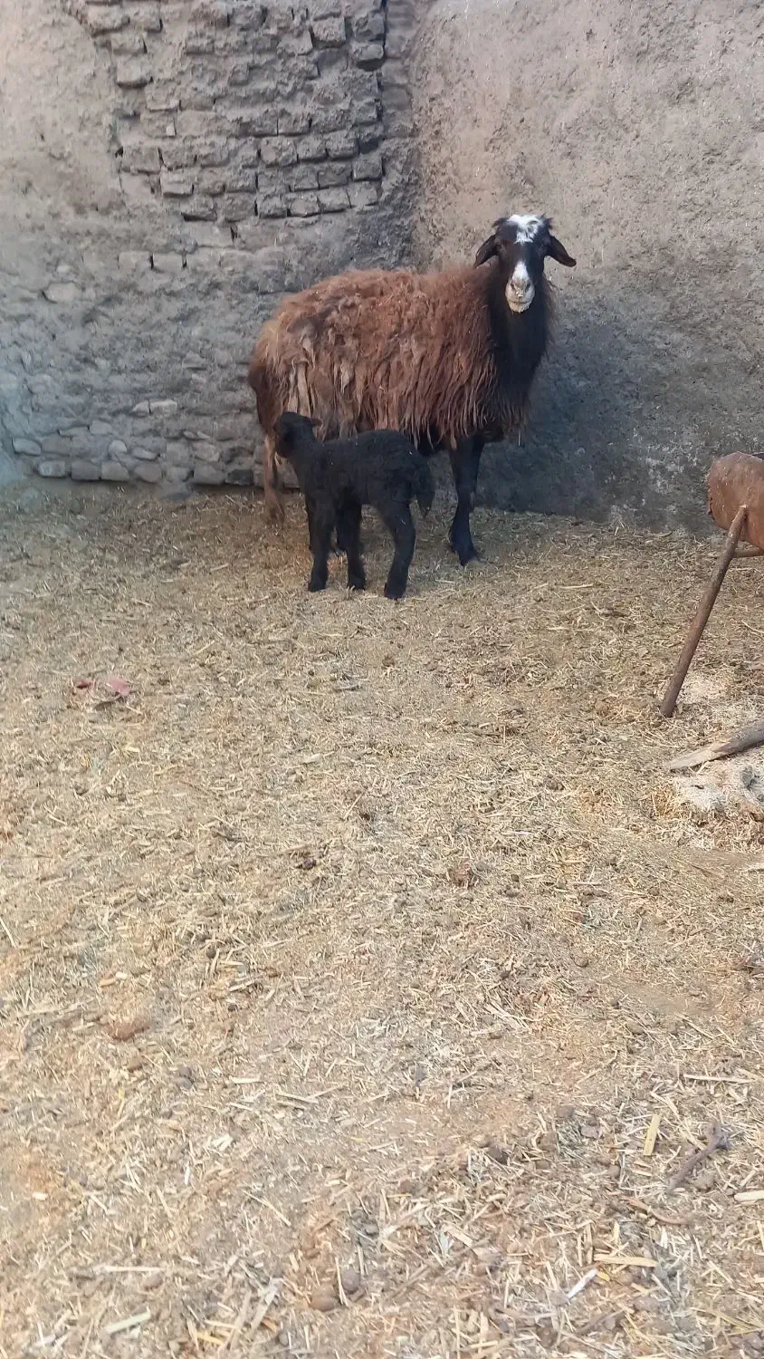 گوسفند|حیوانات مزرعه|نیشابور, ناسیونال|دیوار