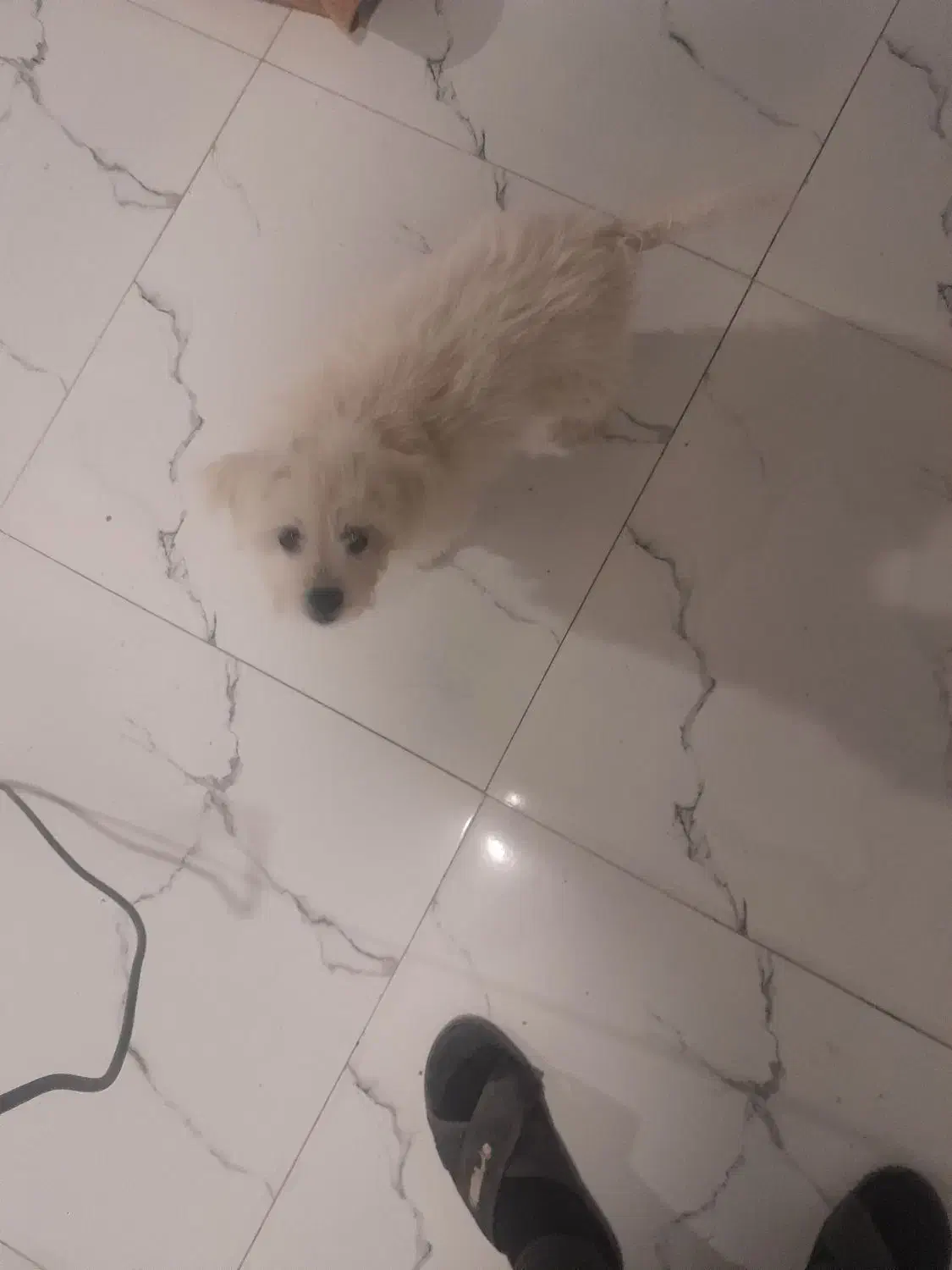 سگ تریر|سگ|زنجان, |دیوار