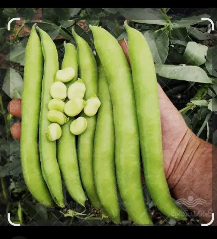 بذر باقلا زودرس|گل و گیاه طبیعی|آق قلا, |دیوار