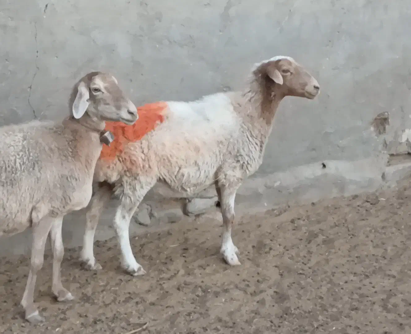 میش داشتی|حیوانات مزرعه|کاشمر, |دیوار