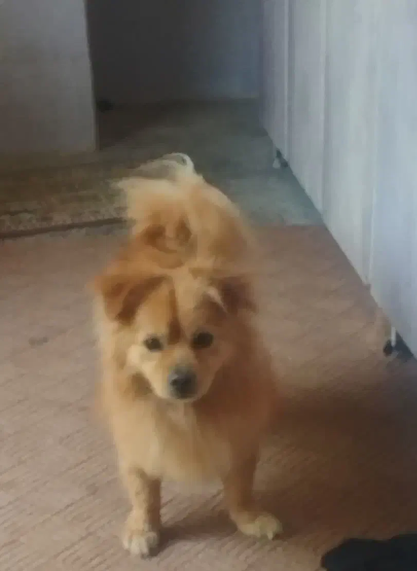 گمشده|حیوانات|مهریز, |دیوار