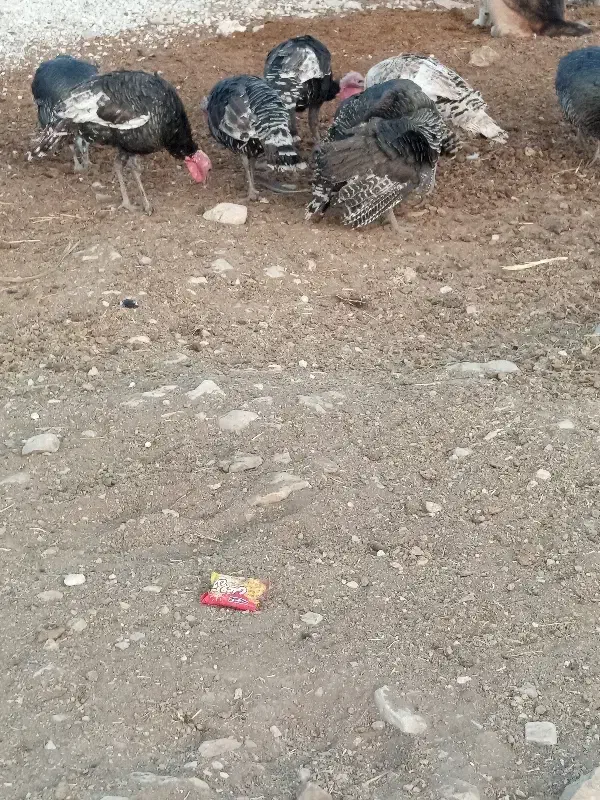 بوقلمون محلی سرحال|حیوانات مزرعه|دهدشت, |دیوار