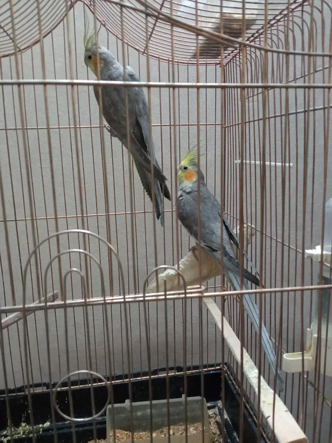 ۲ عددعروس هلندی طوطی قناری مرغ عشق مرغ مینا|پرنده|تفت, |دیوار