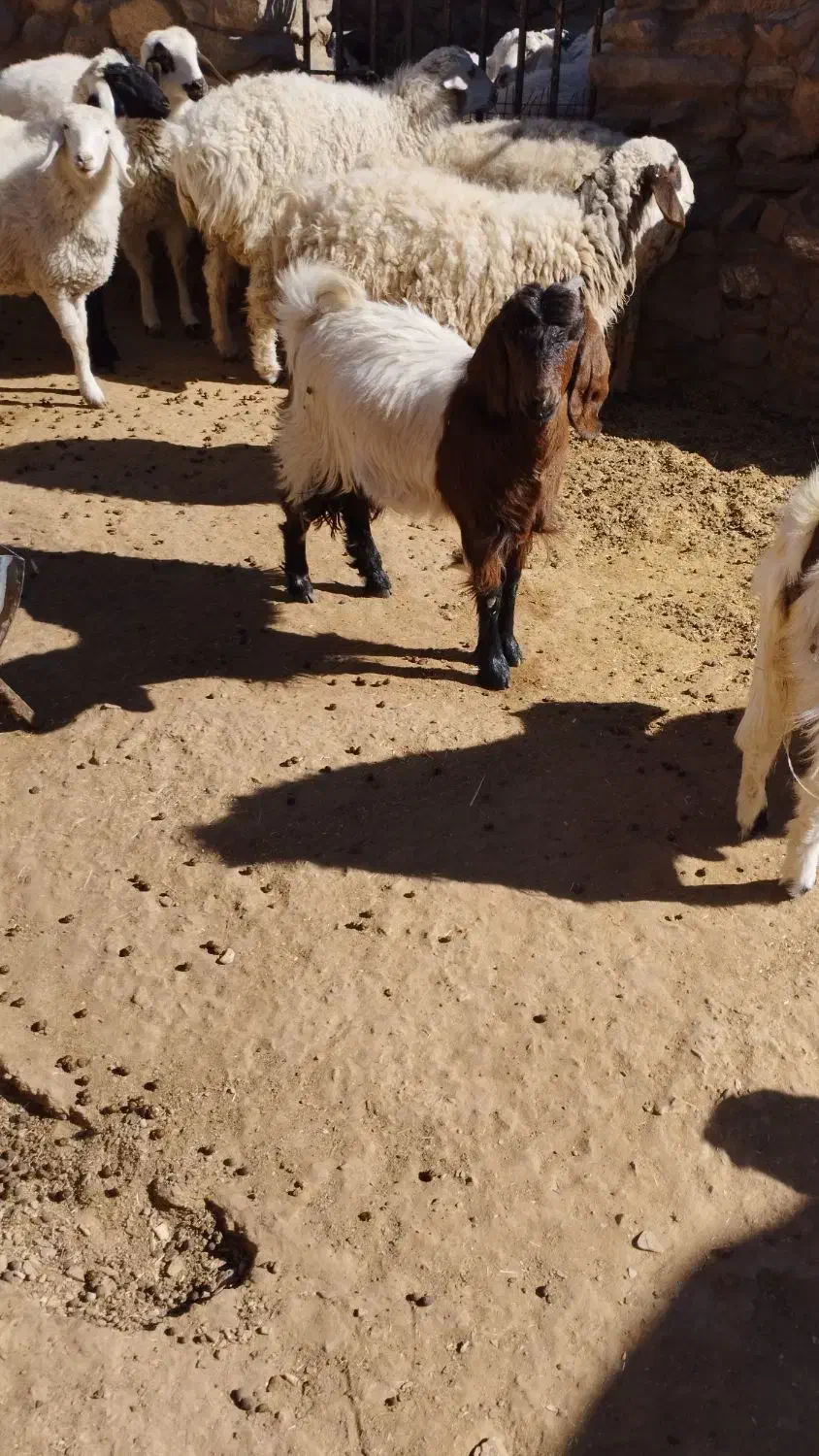 بزغاله ماده چاق|حیوانات مزرعه|مود, |دیوار