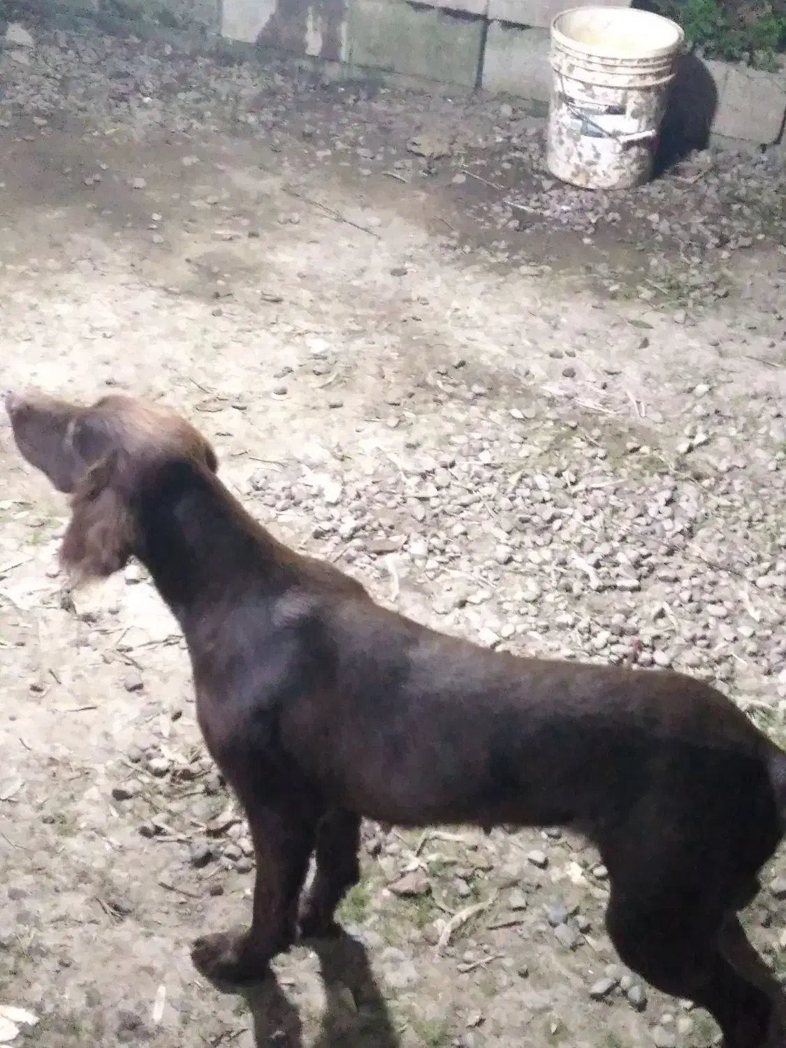 سگ شکاری|سگ|رشت, پیرکلاچای|دیوار