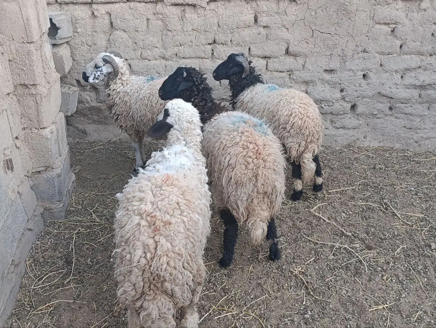 بره نر فروشی|حیوانات مزرعه|زرند, |دیوار