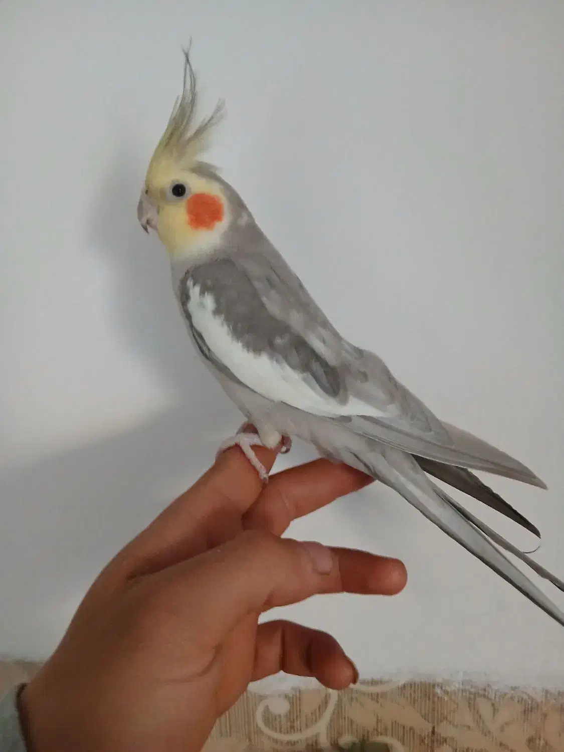 عروس هلندی نر ۱ سال سه ماه|پرنده|ری, شهید بهشتی|دیوار