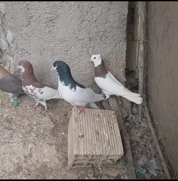 پرنده|پرنده|برازجان, |دیوار