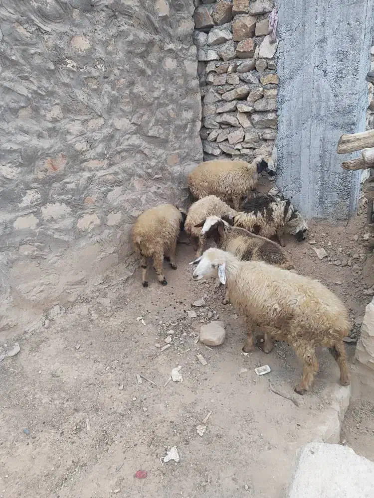 فروش چهار تا میش خوب داشتی، با دوتا بره ماده|حیوانات مزرعه|لردگان, |دیوار