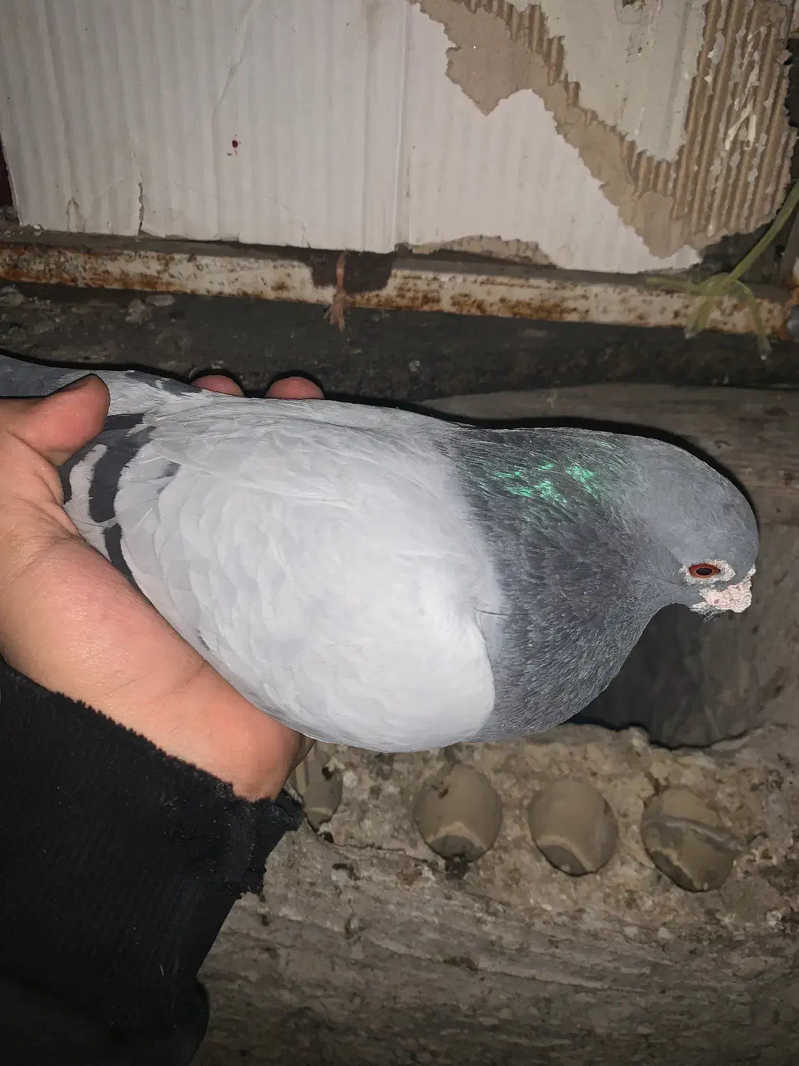 پلاکی|پرنده|دهدشت, |دیوار