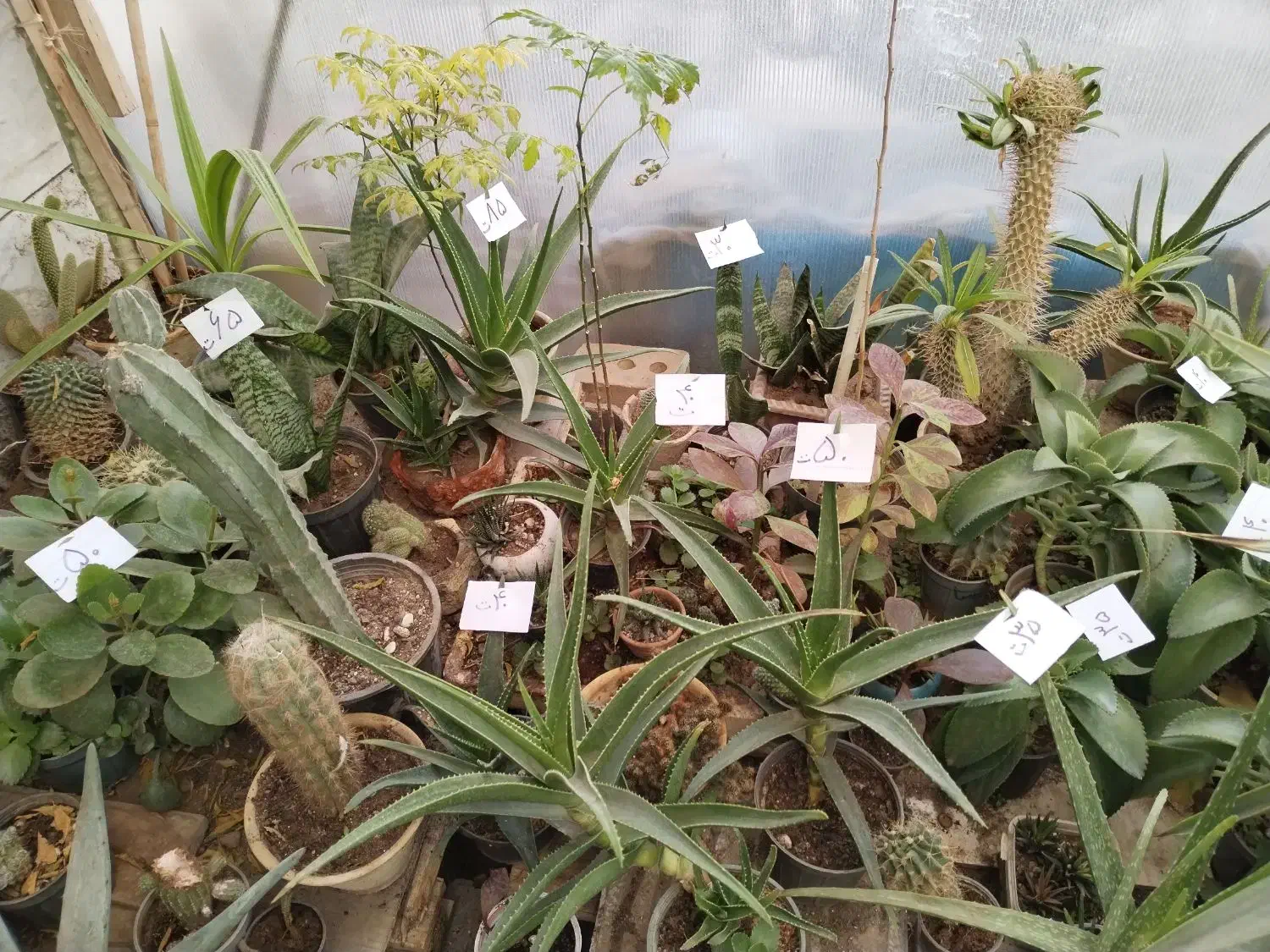 گل وگیاه نصف قیمت بازار|گل و گیاه طبیعی|یزد, |دیوار