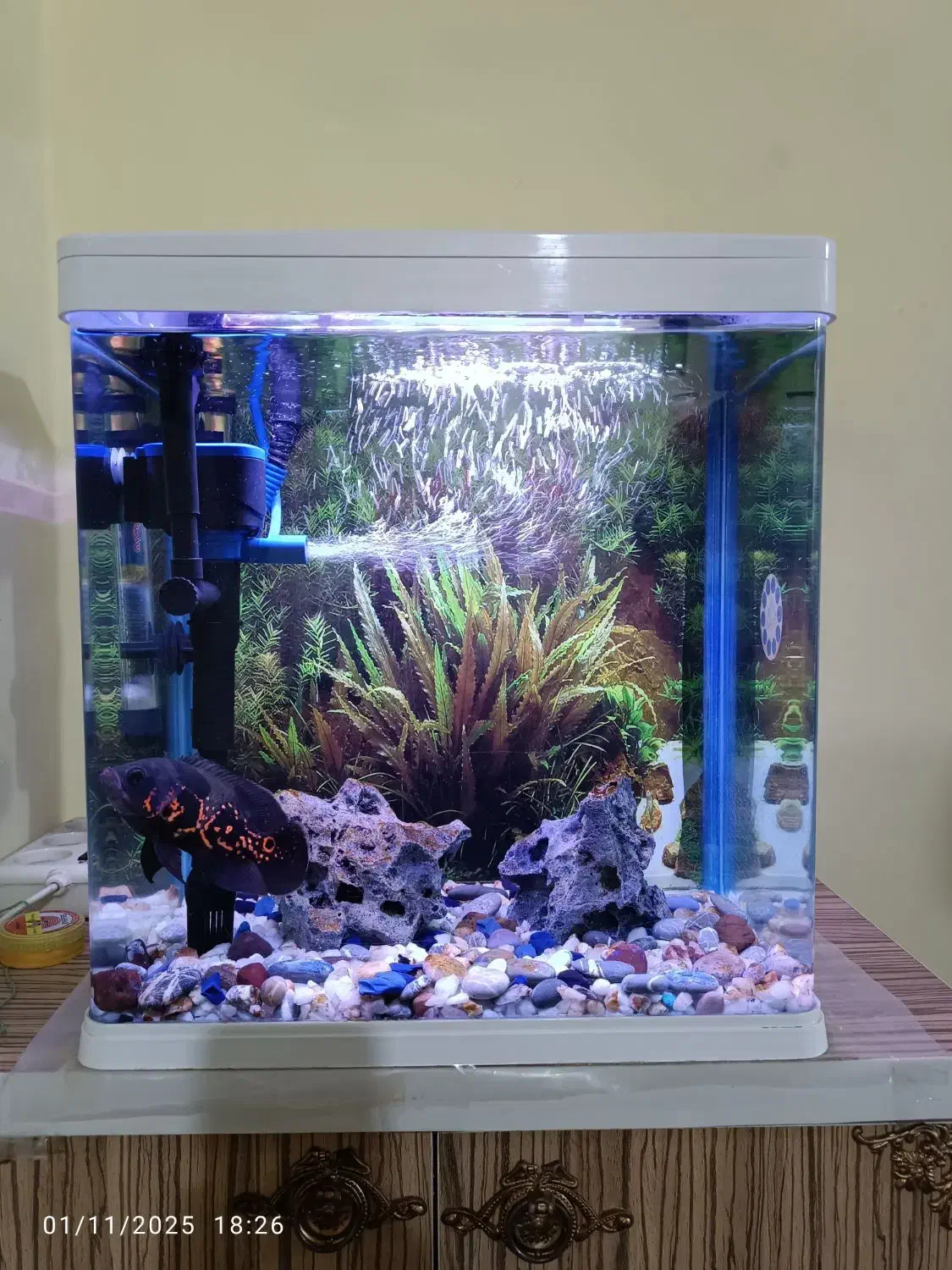 آکواریوم k390|ماهی|اهواز, پردیس دو|دیوار