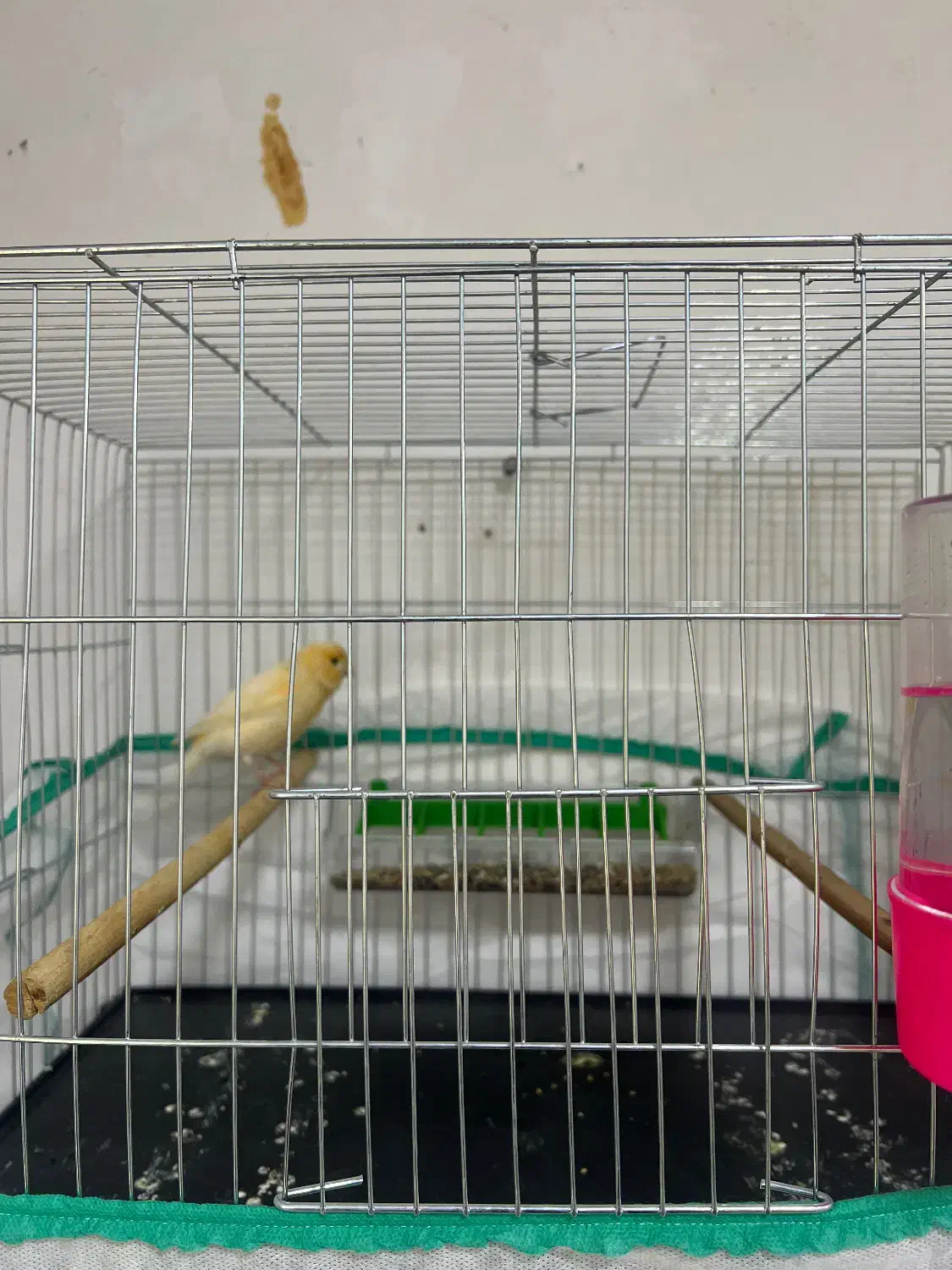 قناری ماده اماده|پرنده|رشت, کوی حسینی|دیوار