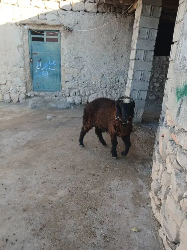 بره قوچی|حیوانات مزرعه|لوداب, |دیوار