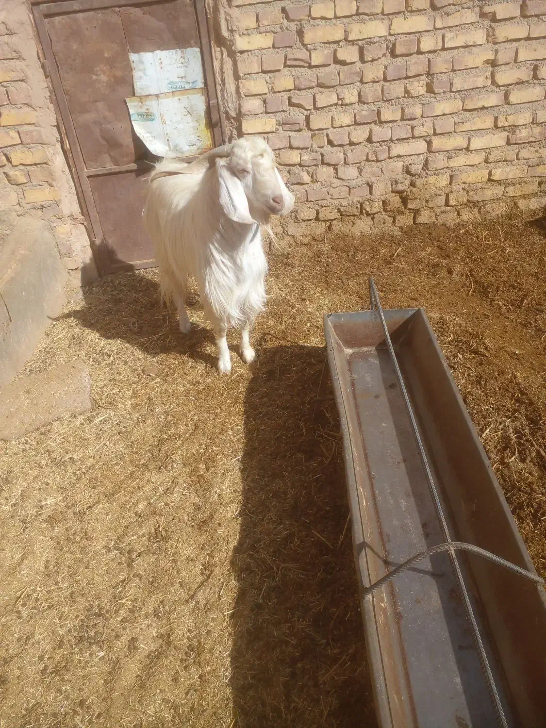 چبش پاکستانی|حیوانات مزرعه|سده (خراسان جنوبی), |دیوار