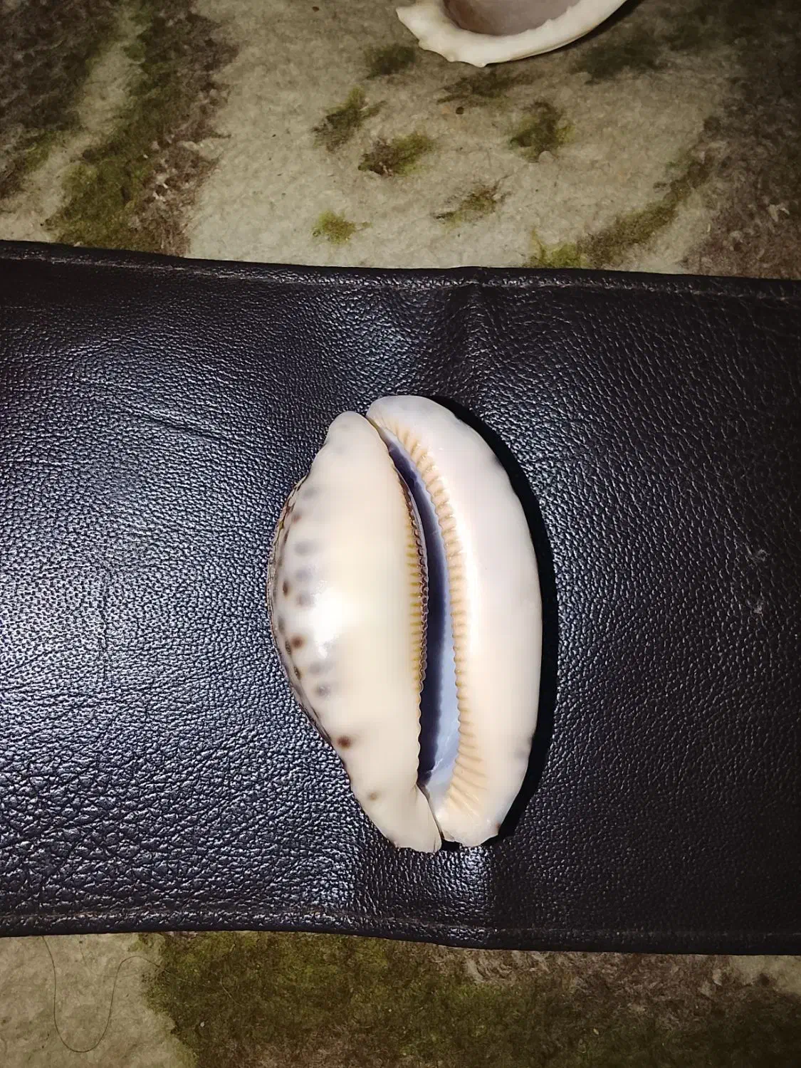 400|کلکسیون و سرگرمی|خان ببین, |دیوار