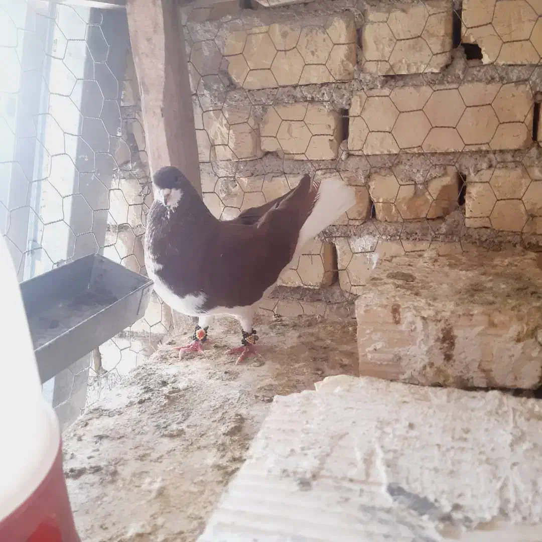 کفتر کبوتر|پرنده|فیروزآباد (فارس), |دیوار