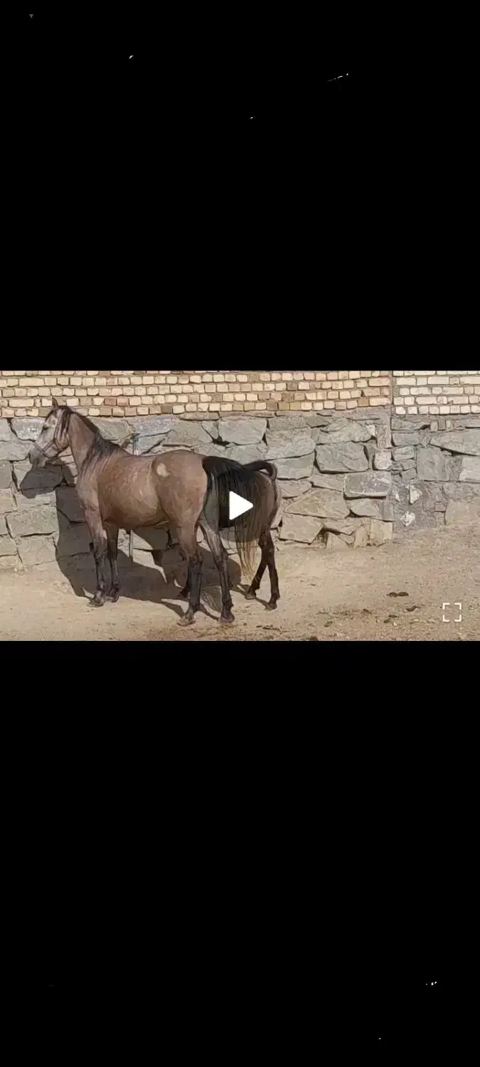 اسب کرد|اسب و تجهیزات اسبسواری|قم, صفائیه|دیوار