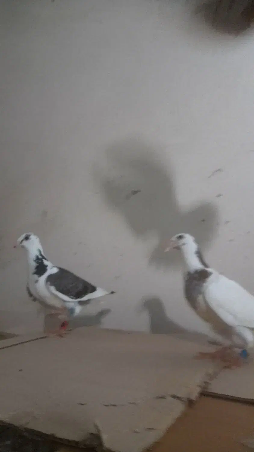 کبوتر|پرنده|برازجان, |دیوار