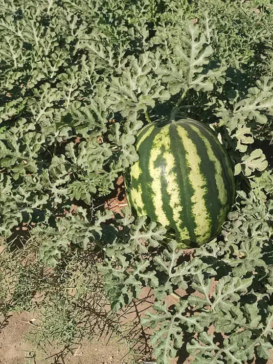 هندوانه|عمده‌فروشی|شوش, |دیوار