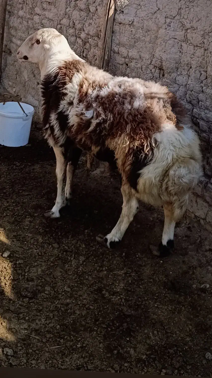 بره قوچ پلنگی بروجردی|حیوانات مزرعه|چناران, |دیوار