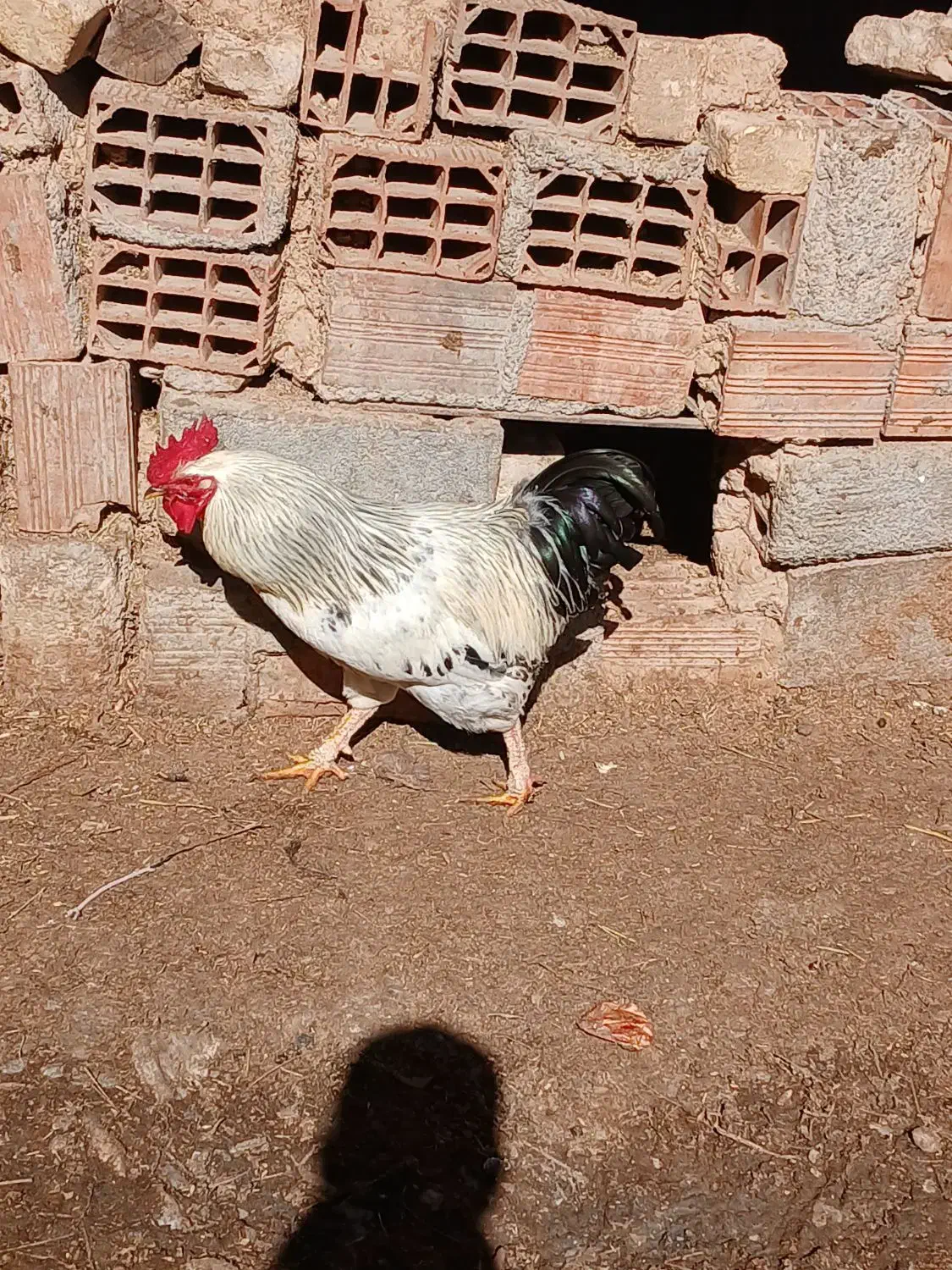 خروس|حیوانات مزرعه|شیروان (خراسان), |دیوار