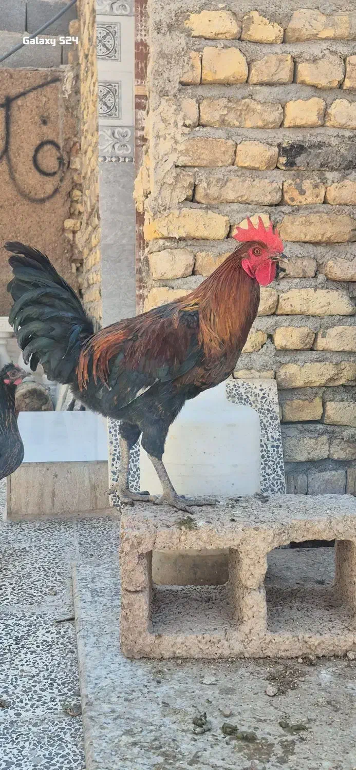جوجه خروس محلی اصل به شرط|حیوانات مزرعه|شیراز, تاچارا|دیوار